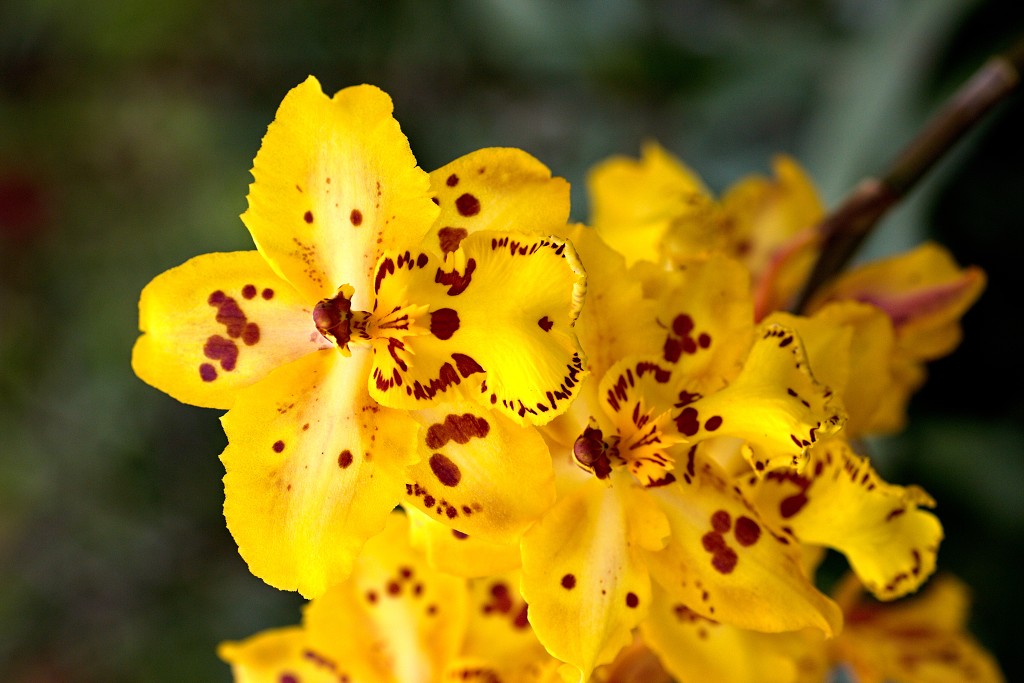orchideeën orchidee orchideeen hdr bloem Orchidaceae natuur flora bloemen orchis sierbloem sierplant phalaenopsis orchidaceae